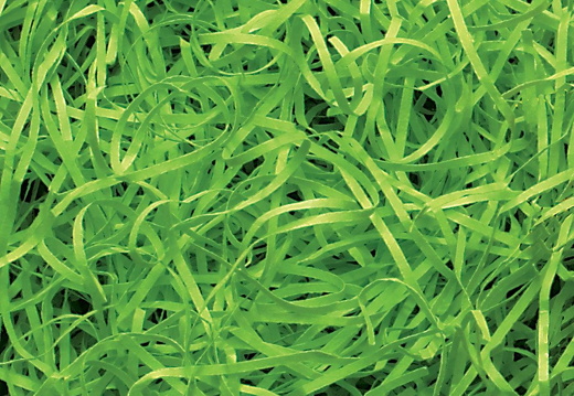 vf-lm zoom-veryfine-cut-lime-green-5kg (1)