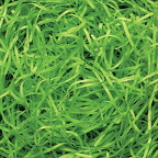 vf-lm zoom-veryfine-cut-lime-green-5kg (1)